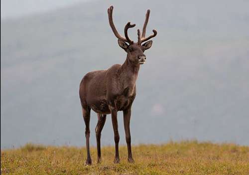 BLM Opens Fortymile Caribou Federal Subsistence Hunt on August 1