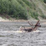 A caribou crosses the Fortymile River. Photo by Ned Rozell.