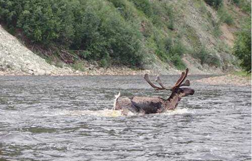 BLM Opening Fortymile  Caribou  Zone 1