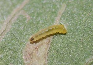 The larval stage of a willow leafblotch miner begins to feed on a willow leaf. Photo by Diane Wagner.