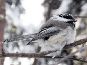 A black-capped chickadee at 40 below zero. Photo by Ned Rozell.