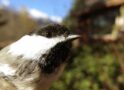 An update on fishhook chickadee beaks