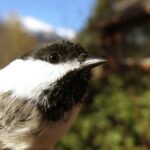 Photo by Rachel M. Richardson A black-capped chickadee.