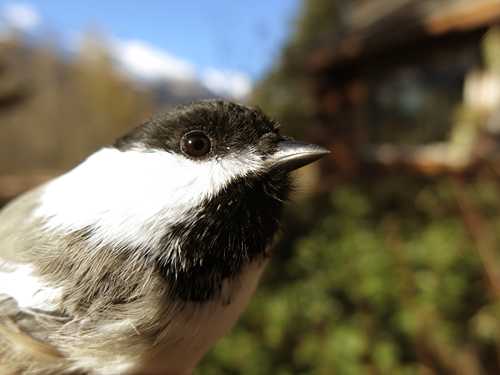 An update on fishhook chickadee beaks