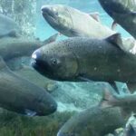 Spring Chinook Salmon. Credit: Michael Humling, U.S. Fish & Wildlife Service
