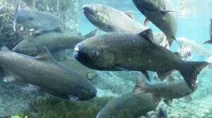 Spring Chinook Salmon. Credit: Michael Humling, U.S. Fish & Wildlife Service