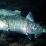 Keta, or Chum Salmon in freshwater stage. Image-USGS