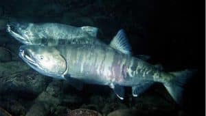 Keta, or Chum Salmon in freshwater stage. Image-USGS