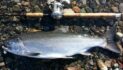 Susitna River Coho Salmon Limits Reduced and Bait Prohibited