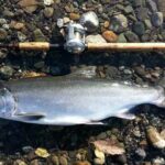 Sport-caught Coho. Image-Pixabay