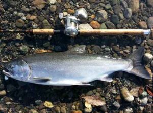 Sport-caught Coho. Image-Pixabay