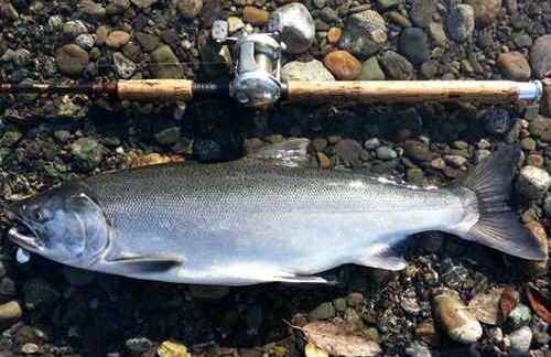 Susitna River Coho Salmon Limits Reduced and Bait Prohibited
