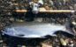 Susitna River Coho Salmon Limits Reduced and Bait Prohibited