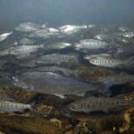 Marine heatwaves can reduce salmon survival in the ocean because warmer waters are typically less productive. Coho salmon, shown here, have been an exception in some places, though, since they often stay closer to the coast, taking advantage of cooler and more productive upwelled waters. Credit: NOAA Fisheries