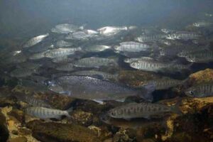Marine heatwaves can reduce salmon survival in the ocean because warmer waters are typically less productive. Coho salmon, shown here, have been an exception in some places, though, since they often stay closer to the coast, taking advantage of cooler and more productive upwelled waters. Credit: NOAA Fisheries
