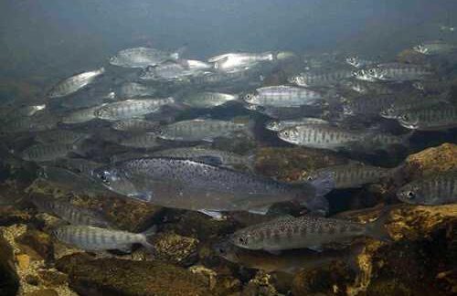 West Coast Waters Experiencing Another Large Marine Heatwave