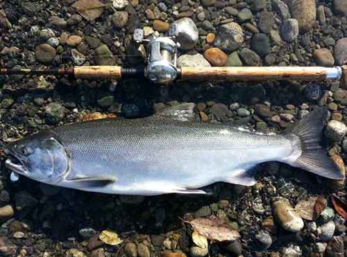 Susitna River Coho Salmon Limits Reduced and Bait Prohibited