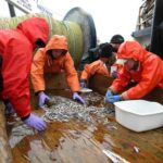NOAA Scientists Discover Repeat Spawning in Pacific Capelin Scientists collect Pacific capelin on a research survey. Credit: NOAA Fisheries