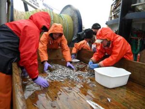 Scientists collect Pacific capelin on a research survey. Credit: NOAA Fisheries