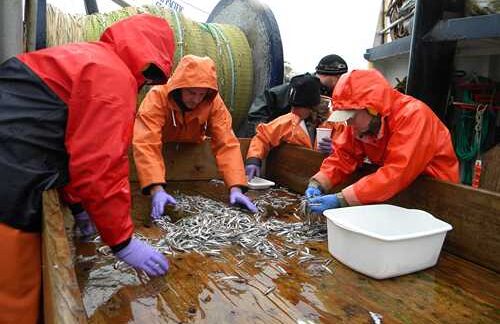 NOAA Scientists Discover Repeat Spawning in Pacific Capelin