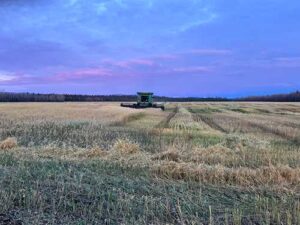 Photo by Phil Kaspari
A combine harvests oats in a Delta Junction field in 2024.