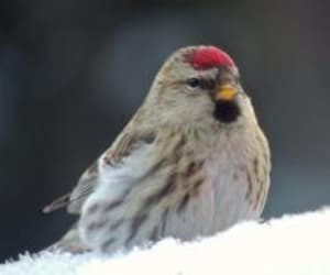 A common redpoll pauses on a winter day in Fairbanks. Photo by Ann Ruggles