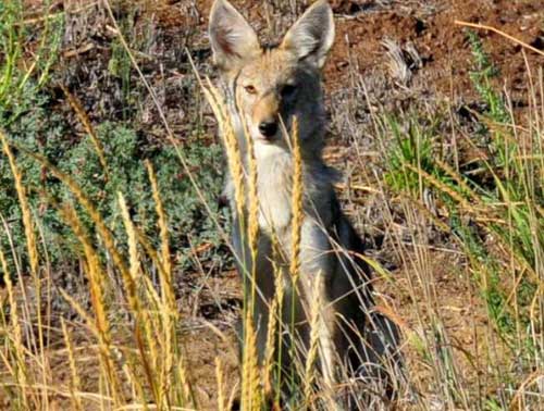 Trump Administration Refuses to Ban Wildlife-killing M-44 ‘Cyanide Bombs’