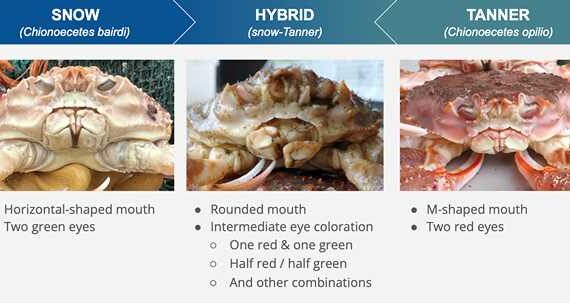 Marine Heatwave Triggered a Hybrid Crab Surge in the Bering Sea