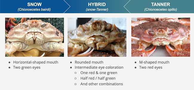 Marine Heatwave Triggered a Hybrid Crab Surge in the Bering Sea