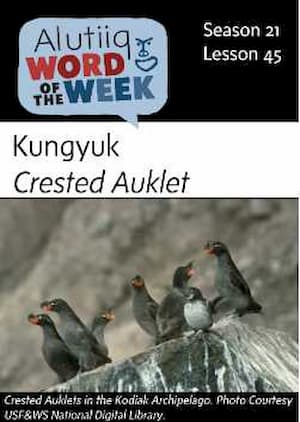 Crested Auklet-Alutiiq Word of the Week-May 5th