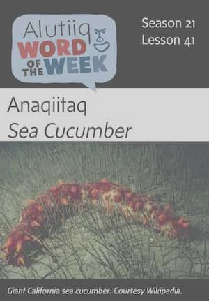Sea Cucumber-Alutiiq Word of the Week-April 7th