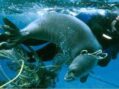 Addressing marine debris and harmful algal blooms