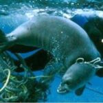 Marine debris. National Ocean Service