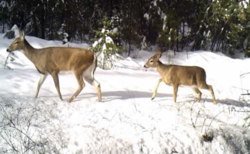 Return of the wolves: How deer escape tactics help save their lives