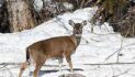 Kenai Peninsula Deer: Updates and Plans for the Future
