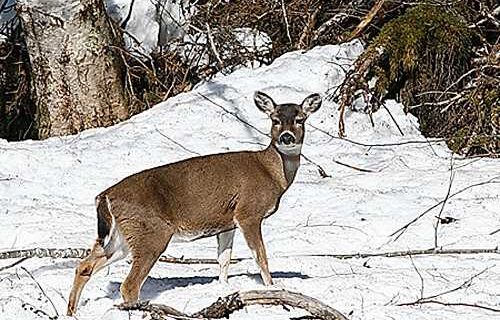 Deer Released on Southern Kenai Peninsula