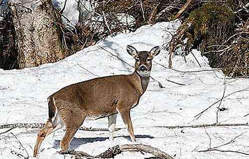 Deer Released on Southern Kenai Peninsula