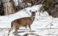 Kenai Peninsula Deer: Updates and Plans for the Future