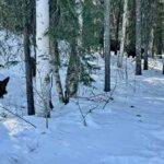 Photo by Rod Boyce A sled dog watches a pair of moose in early April in Two Rivers, just outside of Fairbanks, Alaska.