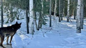 Photo by Rod Boyce
A sled dog watches a pair of moose in early April in Two Rivers, just outside of Fairbanks, Alaska.