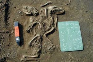 A ritual burial of two dogs at a site in Illinois near St. Louis suggests a special relationship between humans and dogs at this location and time (660 to 1,350 years ago). Photo courtesy Illinois State Archaeological Survey.