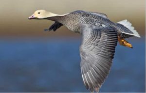 Emperor Goose (Anser canagicus). Image-ADF&G