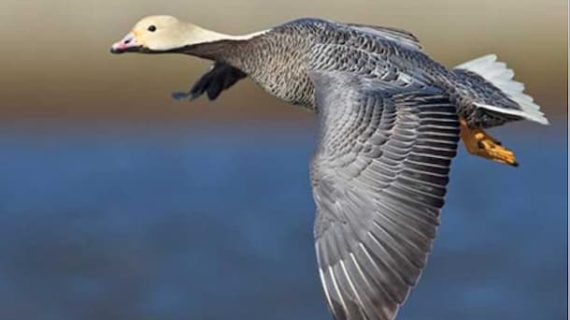 Proposed Rule for Subsistence Harvest of Migratory Bird in Alaska Available for Public Comment