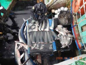 Enforcement officer inventories shark fins. Credit: NOAA Fisheries