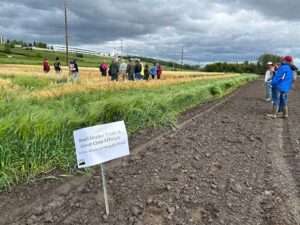 Photo by Julie Stricker Attendees at the 2024 Field Day in Fairbanks listen to a presentation on small grain variety trials while standing in the plot where almost 300 varieties of wheat, barley, oats and canola are grown.