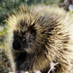 Inspiration from a Porcupine's Quills