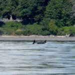 J Pod Came In and Stayed!