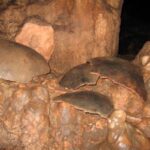 Classic Maya Civilization Collapse Related to Modest Rainfall Reductions