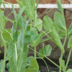 How does your garden grow?