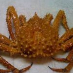 Golden King Crab. Image-A. Olson/ADF&G